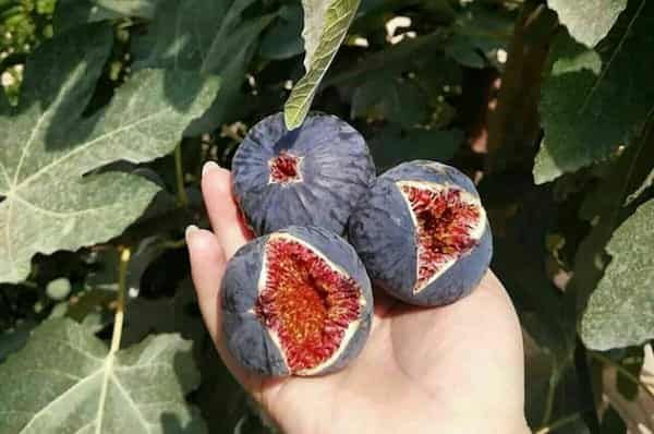 تصویر 2 از خرید و قیمت انجیر سه آ تازه + فروش عمده